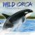 Wild Orca : The Oldest, Wisest Whale in the World