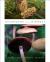 Mushrooms of the Midwest Mushrooms of the Midwest