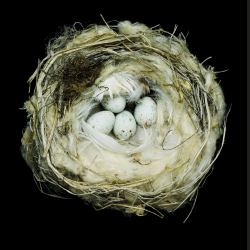 Nests