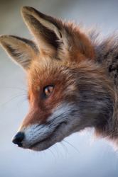 Journal : Cute Fox Animal Young Wild Nature