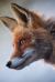 Journal : Cute Fox Animal Young Wild Nature Journal : Cute Fox Animal Young Wild Nature