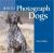 How to Photograph Dogs