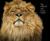 The Great and Lesser Cats