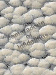 Camaraderie of Infidelities