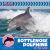 Bottlenose Dolphins in the Wild