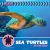Sea Turtles in the Wild