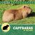 Capybaras in the Wild