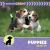 Puppies Grow Up Puppies Grow Up