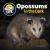 Opossums in the Dark Opossums in the Dark