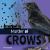 Murder of Crows Murder of Crows