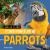Pandemonium of Parrots Pandemonium of Parrots