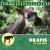 Okapis in the Wild