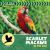 Scarlet Macaws in the Wild