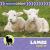 Lambs Grow Up Lambs Grow Up