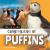 Congregation of Puffins Congregation of Puffins