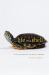 Life in a Shell : A Physiologist's View of a Turtle