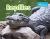 Reptiles