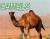 Camels Camels