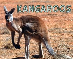 Kangaroos