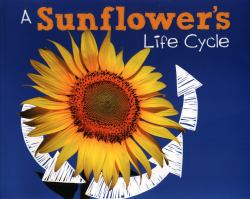 A Sunflower's Life Cycle