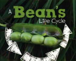A Bean's Life Cycle