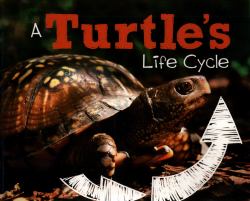 A Turtle's Life Cycle