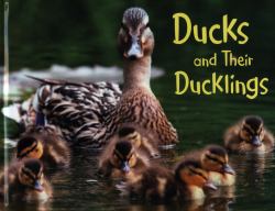 Ducks and Their Ducklings