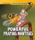 Powerful Praying Mantises