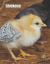 Chickens! : An Extra-Large Print Senior Reader Book with Activities Sheets