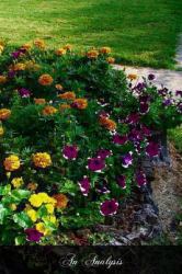 An Analysis : Familiar Explanation of the Gospels As Read at the Holy Sacrifice of the Mass on Different Sundays and Festivals Throughout the Year