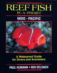 Reef Fish in a Pocket Tropical Pacific : A Personal Map for Your Masculine Journey