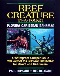 Reef Creature in A Pocket Caribbean