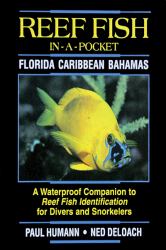 Reef Fish in a Pocket Caribbean