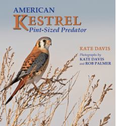 American Kestrel : Pint-Sized Predator