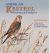 American Kestrel : Pint-Sized Predator