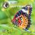 All About North American Butterflies All About North American Butterflies