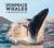 Humpback Whales : A Migration Story