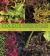 Coleus : Rainbow Foliage for Containers and Gardens