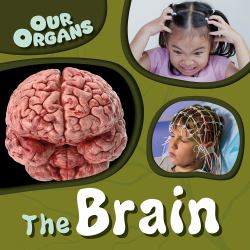 The Brain