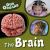 The Brain The Brain