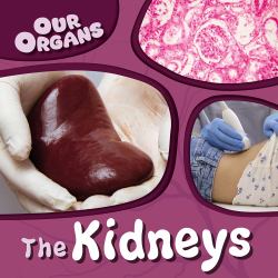 The Kidneys