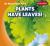 Plants Have Leaves! Plants Have Leaves!
