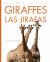 Giraffes / Las Jirafas