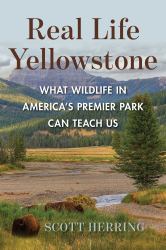 Real Life Yellowstone : What Wildlife in America's Premier Park Can Teach Us