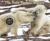 The Polar Bear Scientists