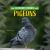 Pigeons