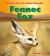 Fennec Fox Fennec Fox