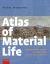 Atlas of Material Life : Northwestern Europe and East Asia, 15th to 19th Century