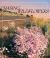 Chasing Wildflowers : A Mad Search for Wild Gardens