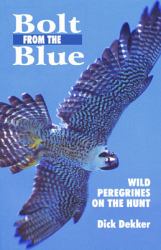 Bolt from the Blue Vol. 1 : Wild Peregrines on the Hunt